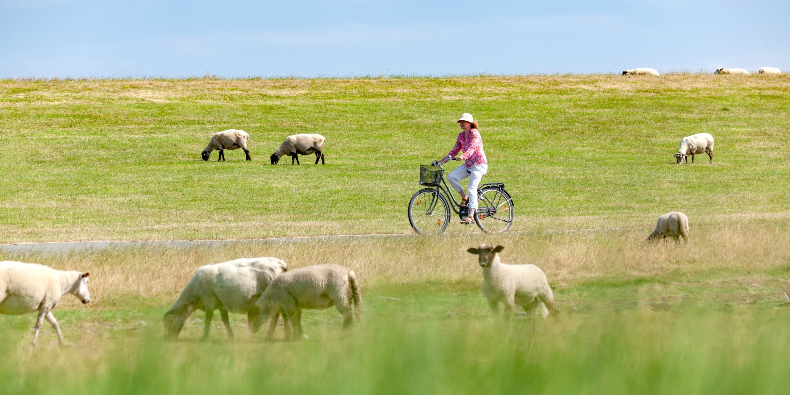 Radfahren in Schleswig-Holstein